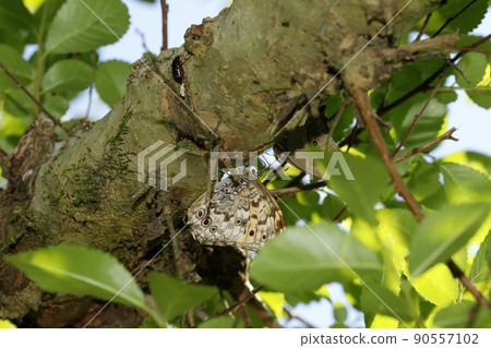 Satoki Madara Hikage and Hikagecho 90557102