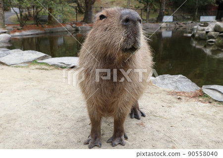Healed sleepy capybara 90558040