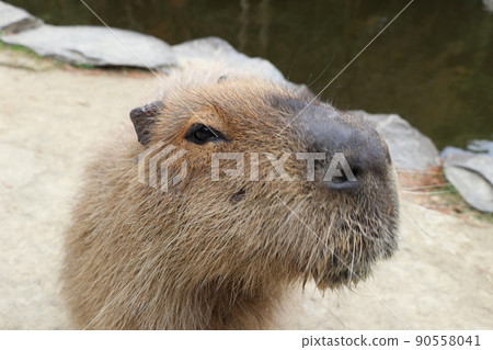 Healed sleepy capybara 90558041