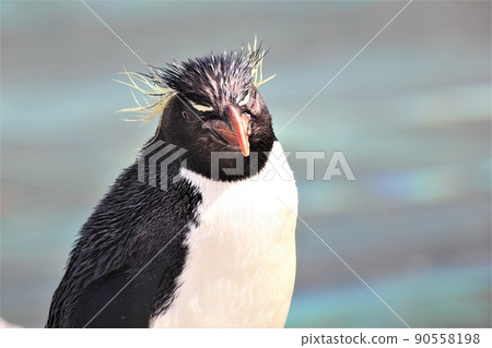 What do rockhopper penguins think? What do rockhopper penguins think? 90558198