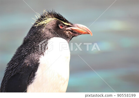 跳岩企鵝是怎麼想的？ 90558199