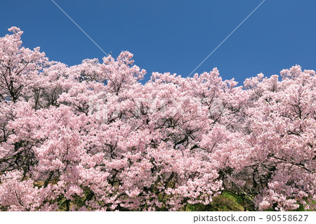 Takatookohigan Sakura and Blue Sky at Takato Castle Ruins Park, Higashi Takato, Takato Town, Ina City, Nagano Prefecture Takatookohigan Sakura and Blue Sky at Takato Castle Ruins Park, Higashi Takato, Takato Town, Ina City, Nagano Prefecture 90558627