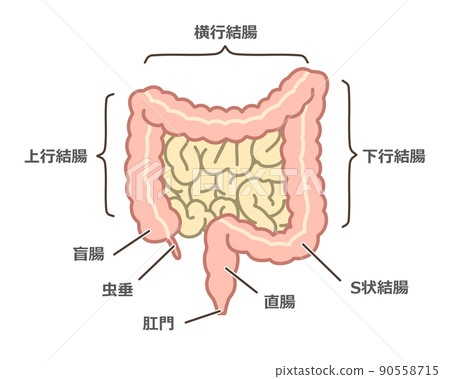 Illustration of the large intestine 90558715