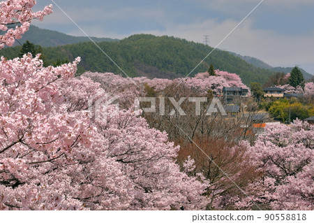 從長野縣伊那市高遠町東高遠白山觀音附近看到的高遠奧科比岸櫻花 從長野縣伊那市高遠町東高遠白山觀音附近看到的高遠奧科比岸櫻花 90558818