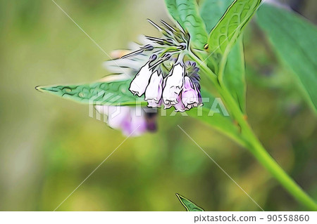 Pastel-like "comfrey" illustration image Pastel-like "comfrey" illustration image 90558860