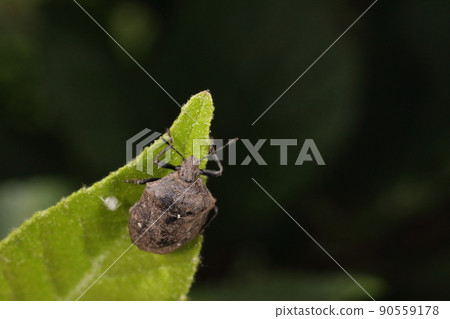 生物 昆蟲 水稻 臭蟲,5 月下旬的草。特徵之一是1厘米左右全身黑色,尖鼻尖。 生物 昆蟲 水稻 臭蟲,5 月下旬的草。特徵之一是1厘米左右全身黑色,尖鼻尖。 90559178