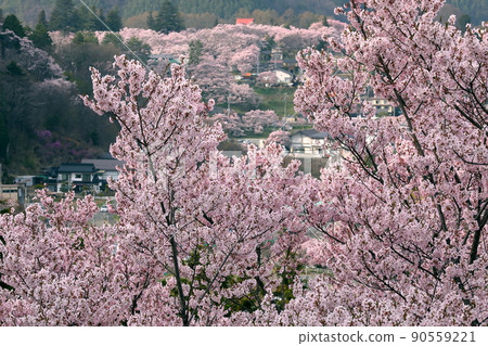 Katsuma, Takatomachi, Ina City, Nagano Prefecture Takatookohigan cherry blossoms in Takato Castle Ruins Park seen from the Sakura room of Katsuma Yakushido 90559221