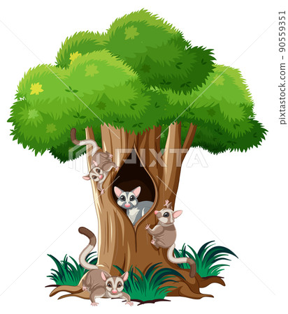 Sugar gliders climbing big tree 90559351
