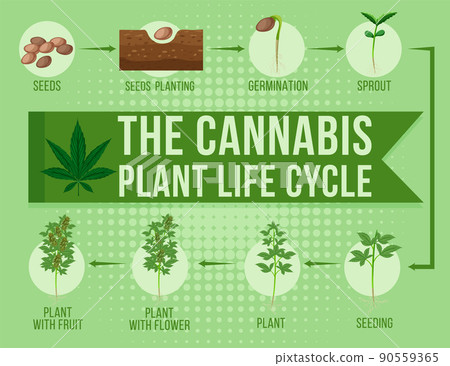 The cannabis plant life cycle - Stock Illustration [90559365] - PIXTA