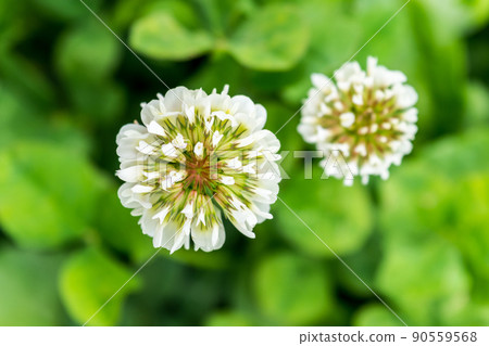 白三葉草 白三葉草 90559568