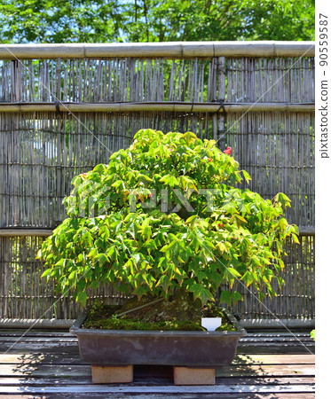 Bonsai (Acer buergerian) 90559587