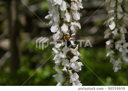 Close-up of bees staying on wisteria flowers Nara Japan Close-up of bees staying on wisteria flowers Nara Japan 90559939