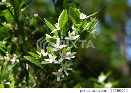 Tankan flowers (from Amami Oshima) Tankan flowers (from Amami Oshima) 90560054