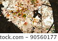 Cherry tree in full bloom  90560177