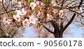 Cherry blossoms early blooming scenery 90560178