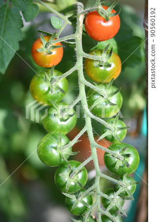 Mini tomatoes that began to ripen Mini tomatoes that began to ripen 90560192