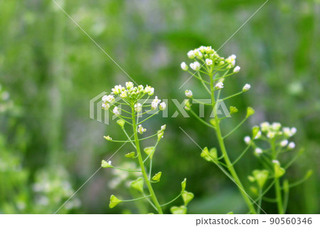Penpen grass Penpen grass 90560346