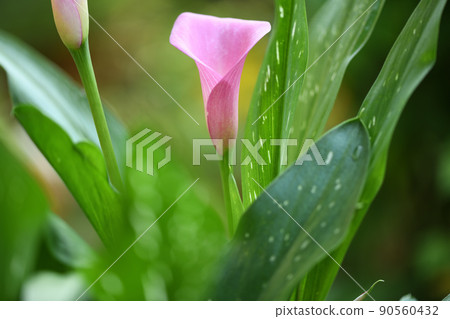 天南星科植物和彩色花 90560432