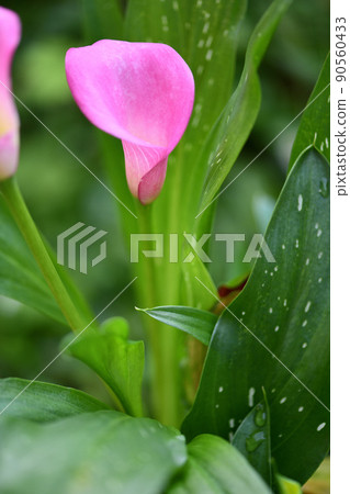 天南星科植物和彩色花 90560433