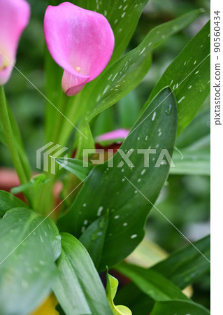 天南星科植物和彩色花 天南星科植物和彩色花 90560434