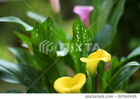 天南星科植物和彩色花 90560436