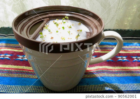 Coriander sprouts from hydroponics using cups 90562001