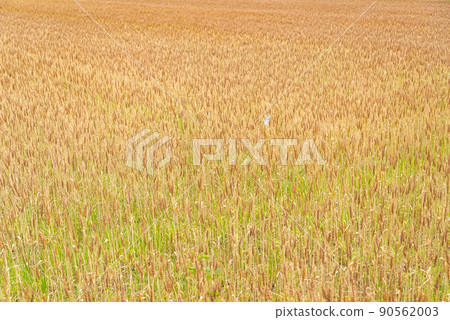 Mugiaki Wheat field in early June a-1 A pair of butterflies dance Mugiaki Wheat field in early June a-1 A pair of butterflies dance 90562003