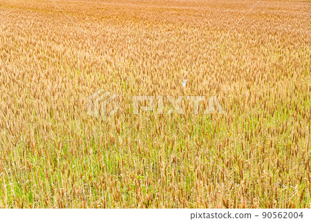 Mugiaki Wheat field in early June a-2 High contrast with a pair of butterflies dancing Mugiaki Wheat field in early June a-2 High contrast with a pair of butterflies dancing 90562004