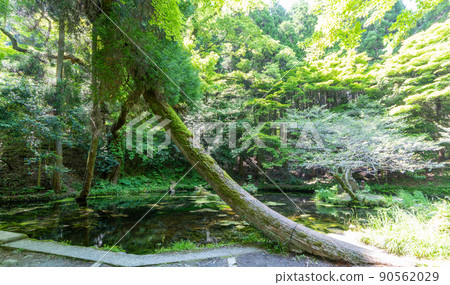 《熊本縣》山吹泉產山村 90562029