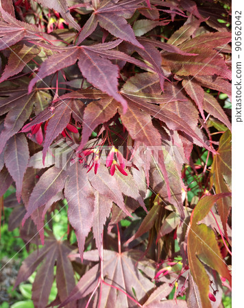 Maple 90562042