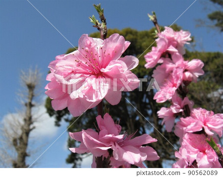 開花期比染井吉野晚，花期長 90562089