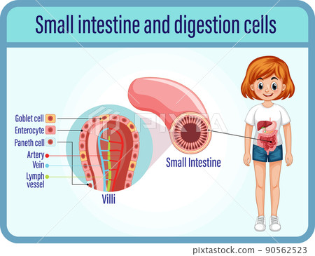 Digestion anddigestion cells and small intestine Digestion anddigestion cells and small intestine 90562523