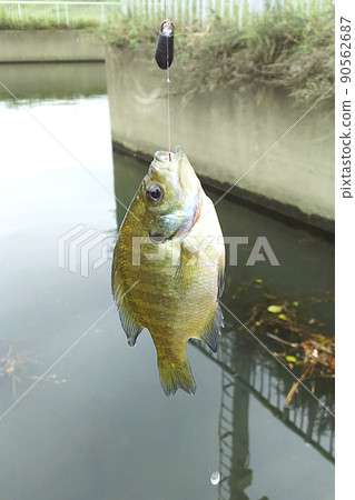 Bluegill ① 90562687
