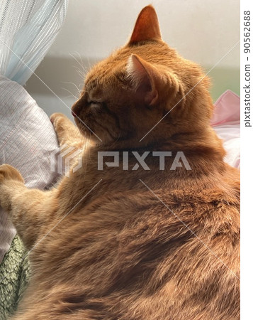 A cat that reaches out and relaxes 90562688