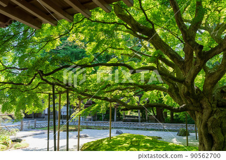 《Fukuoka Prefecture》 Shingon sect Daikakuji school Raizan Senryoji Temple Daisouin (Raizan Kannon) 90562700