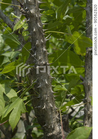 A tree A tree 90562820