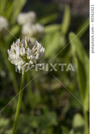 shamrock shamrock 90562821