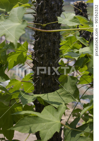 A tree A tree 90562832