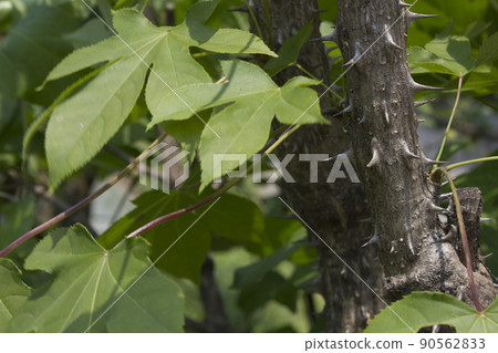 A tree A tree 90562833
