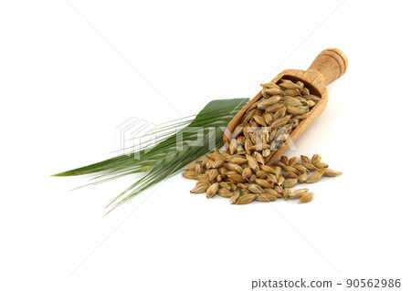 Barley grain spilling from wooden scoop 90562986