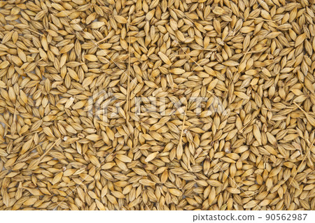 Barley seeds with the outer husk 90562987