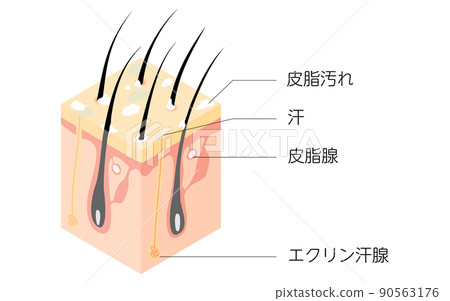 臟頭皮橫截面的圖解,等距 臟頭皮橫截面的圖解,等距 90563176