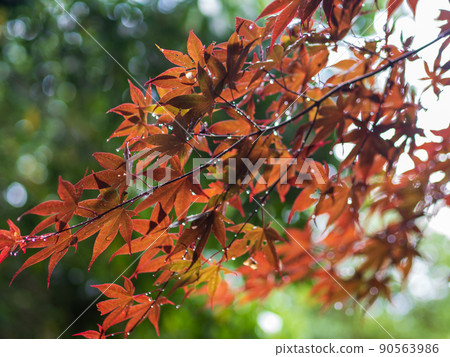 Autumn leaves after rain Autumn leaves after rain 90563986