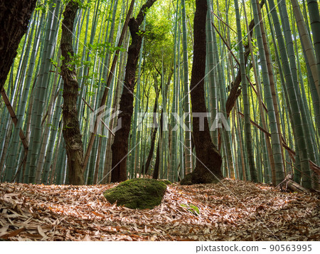 竹林 竹林 90563995