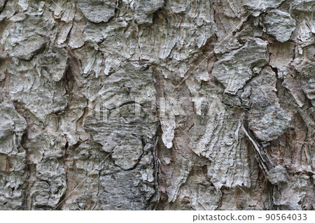Bark Picea glehnii 90564033