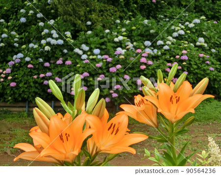 Orange lily flowers blooming against the background of hydrangea 90564236