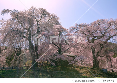 長野縣伊那市高戶町勝磨 勝磨藥師堂的垂枝櫻花，被稱為藥師的櫻花 90564675