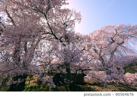 長野縣伊那市高戶町勝磨 勝磨藥師堂的垂枝櫻花,被稱為藥師的櫻花 長野縣伊那市高戶町勝磨 勝磨藥師堂的垂枝櫻花,被稱為藥師的櫻花 90564676