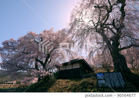長野縣伊那市高戶町勝磨 勝磨藥師堂的垂枝櫻花，被稱為藥師的櫻花 90564677