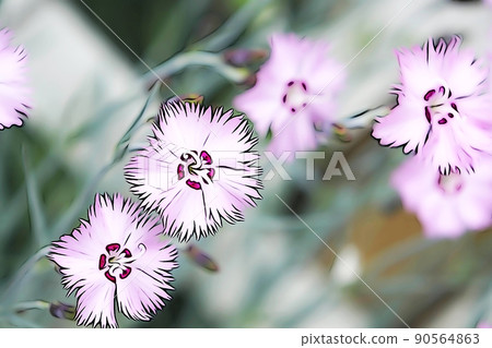 柔和的“盛開的石竹花”插圖圖像 90564863
